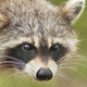Illustration for article titled Hero Woman Strangles Rabid Raccoon with Her Bare Hands